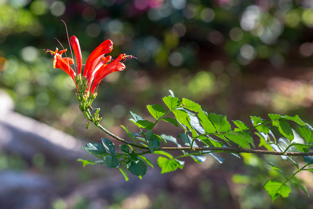 Изображение особи Tecomaria capensis.