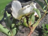 Rosa biebersteiniana. Цветок (вид сбоку). Северная Осетия, гор. округ Владикавказ, окр. с. Чми, ок. 1100 м н.у.м., среднегорный луг. 16.06.2021.