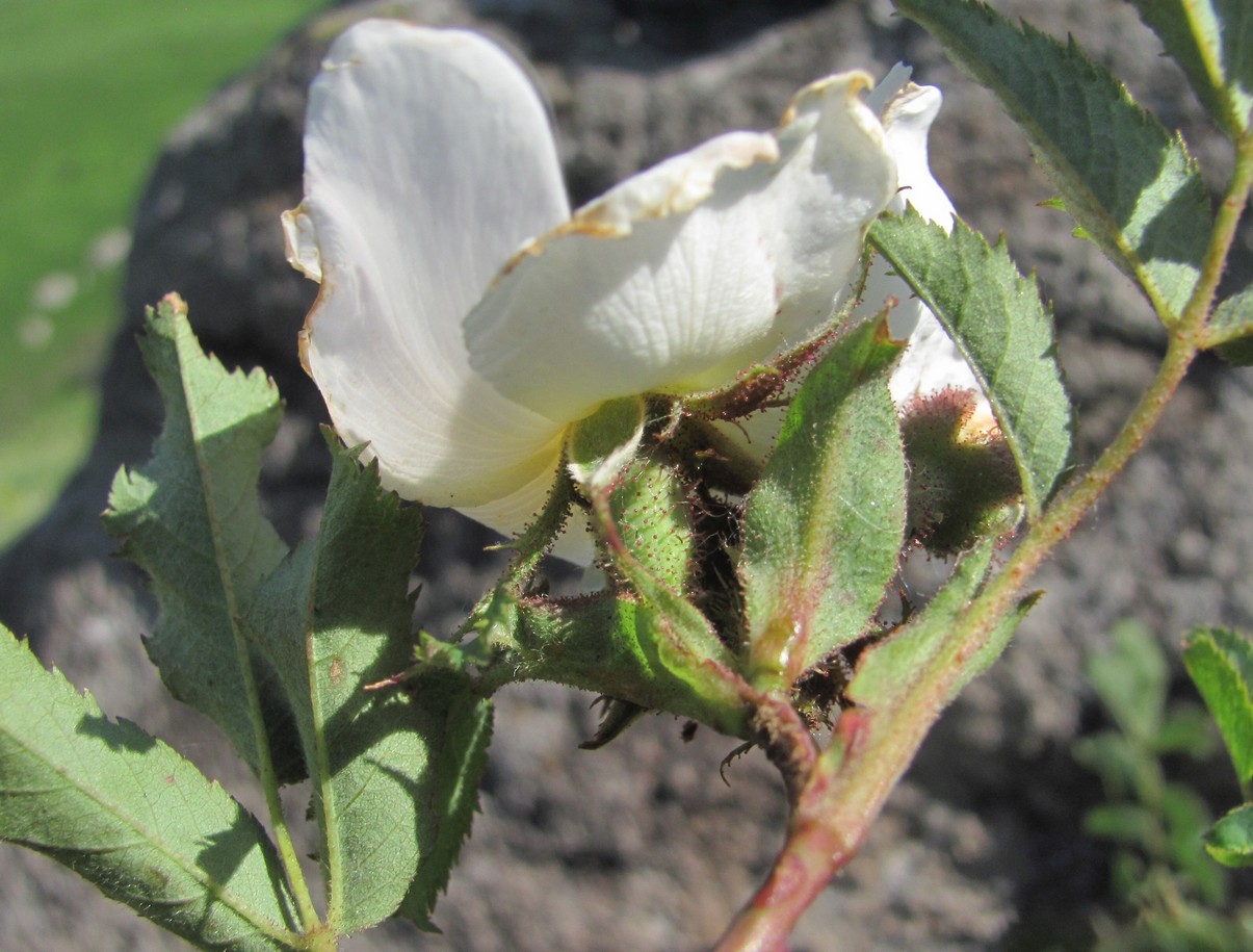 Image of Rosa biebersteiniana specimen.