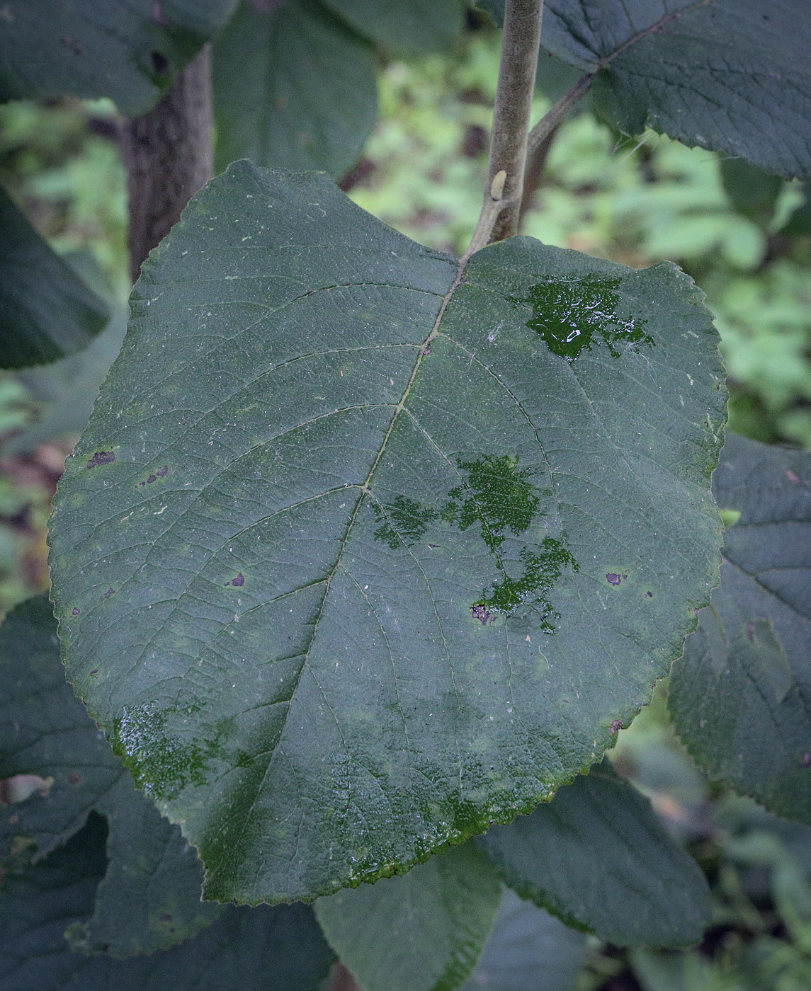 Изображение особи Viburnum lantana.