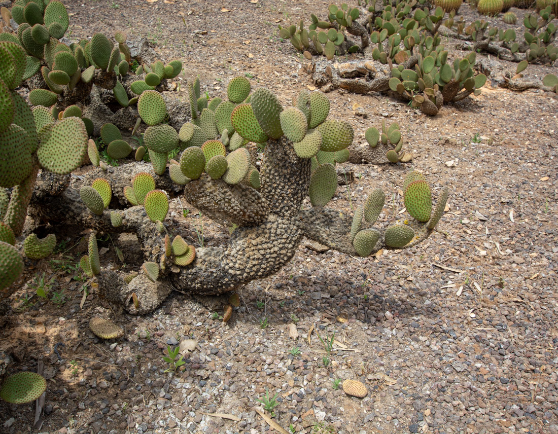 Image of Opuntia microdasys specimen.