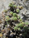 Saxifraga columnaris. Побеги. Северная Осетия, Алагирский р-н, гора Дашсар, ок. 2600 м н.у.м., скала. 07.08.2021.