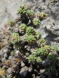 Saxifraga columnaris