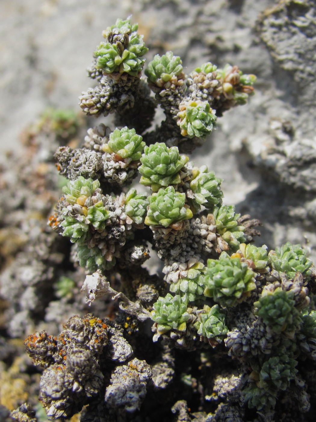 Image of Saxifraga columnaris specimen.