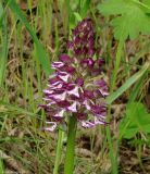 Orchis purpurea подвид caucasica. Соцветие. Азербайджан, Исмаиллинский р-н, окр. с. Ивановка. 20.04.2010.