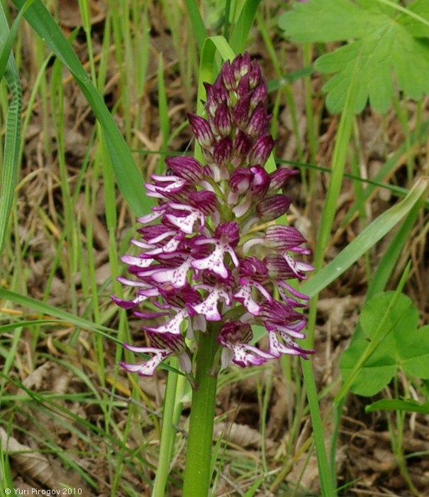 Image of Orchis purpurea ssp. caucasica specimen.