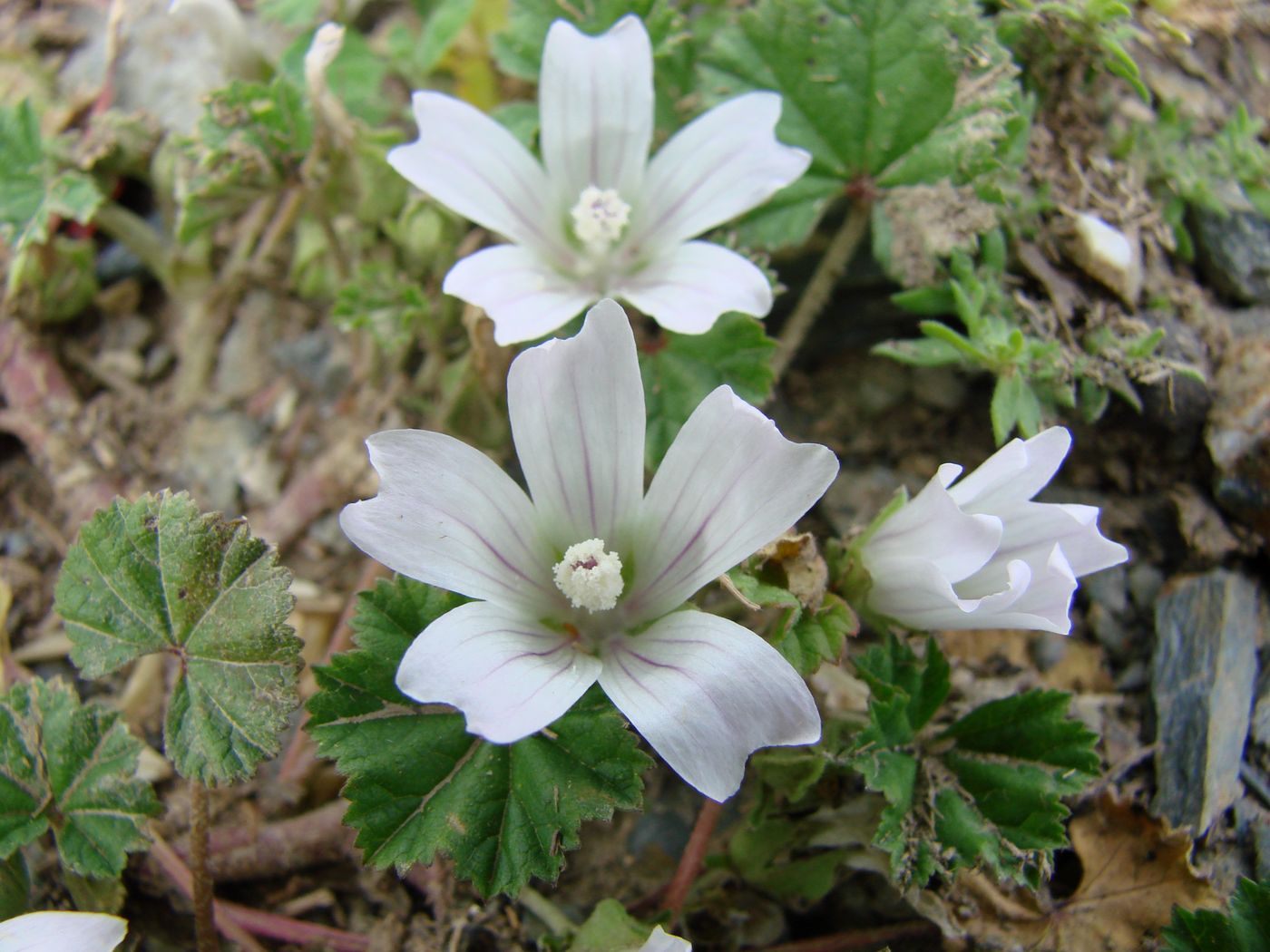Изображение особи Malva neglecta.