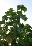 Paulownia tomentosa