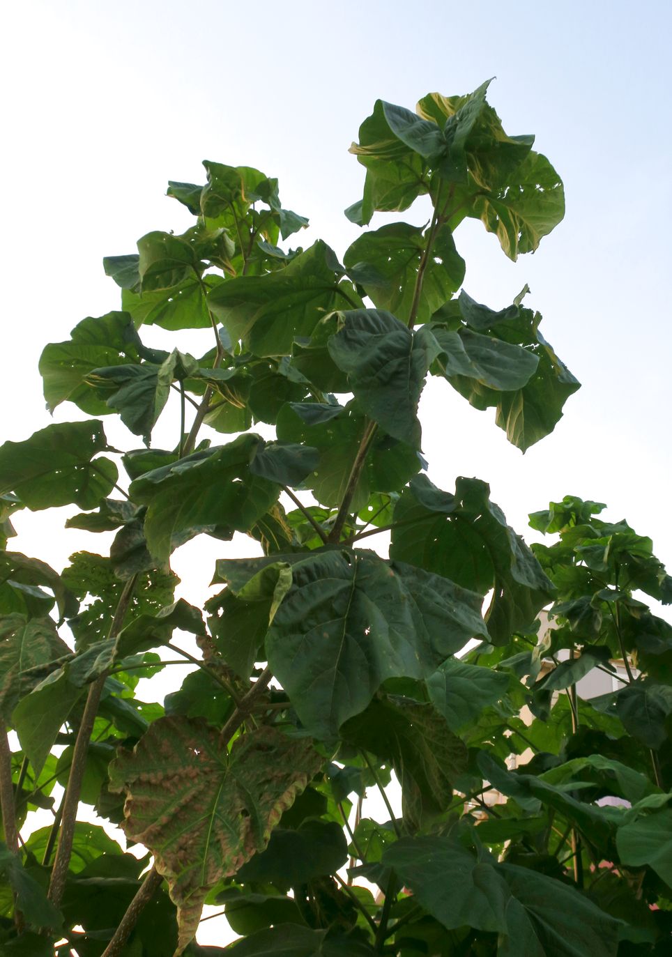 Изображение особи Paulownia tomentosa.