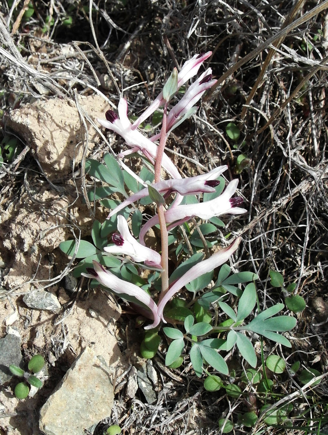 Изображение особи Corydalis schanginii.