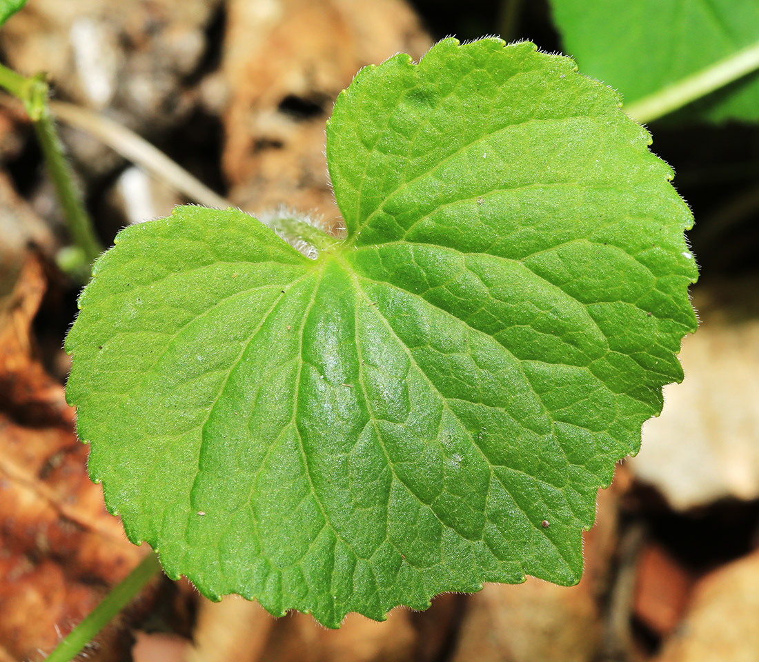 Image of Viola muehldorfii specimen.