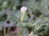 Trifolium subterraneum