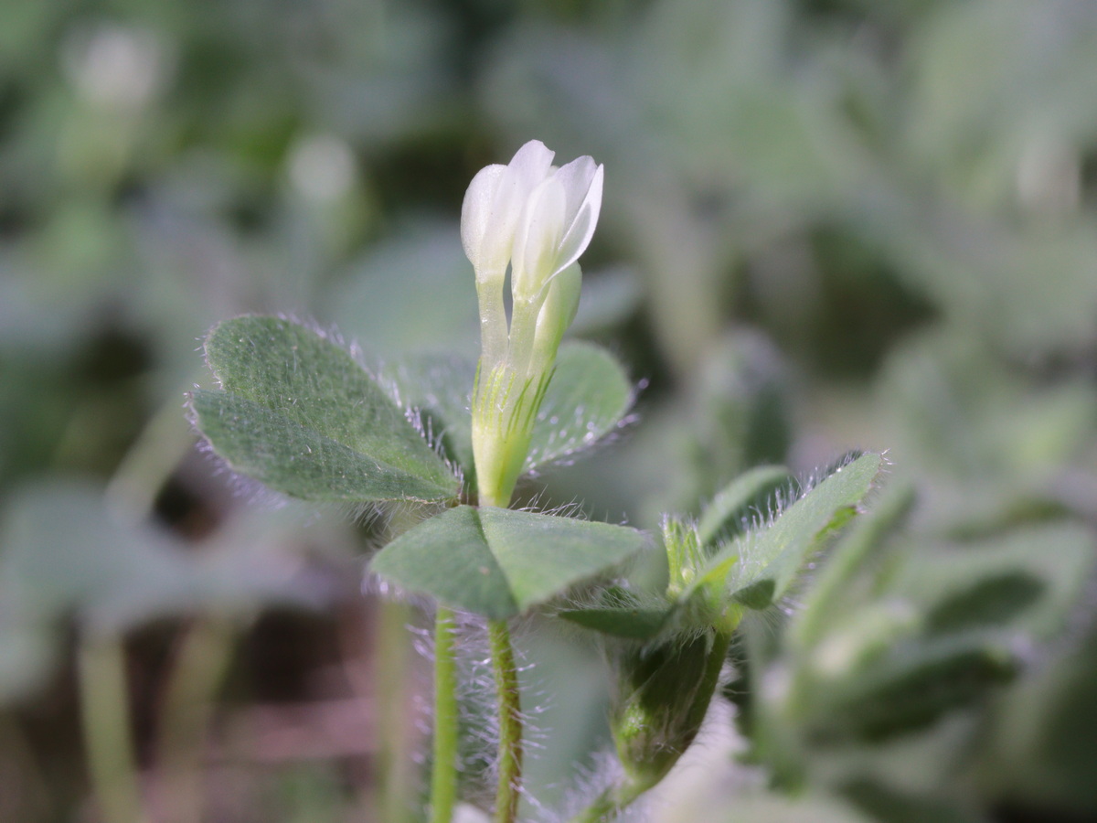 Изображение особи Trifolium subterraneum.