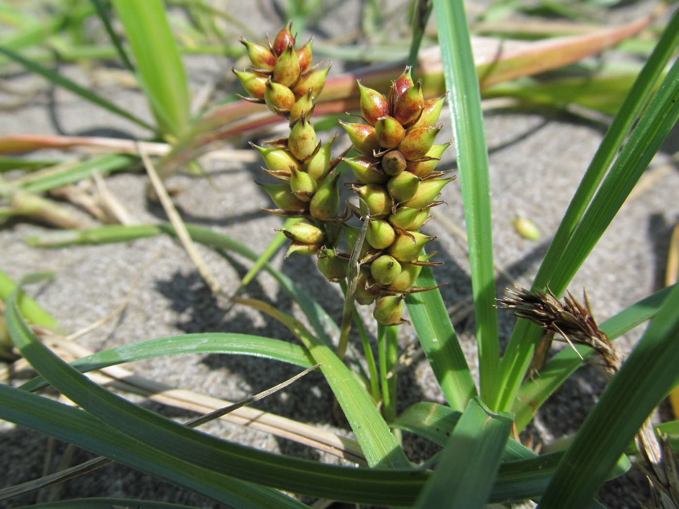 Image of Carex pumila specimen.