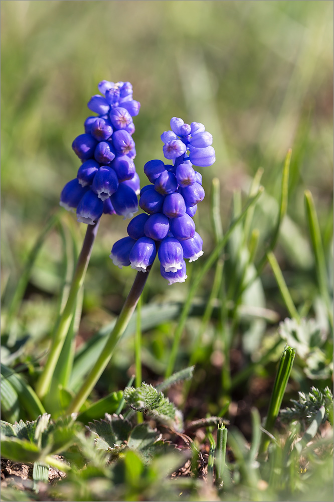 Image of Muscari dolichanthum specimen.