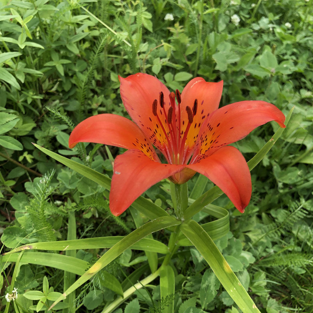 Изображение особи Lilium pensylvanicum.