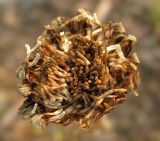 Leucanthemum vulgare. Соплодие с опадающими плодами-семянками. Архангельская обл., Вельский р-н, пос. Усть-Шоноша, рудеральное местообитание. 29 июля 2010 г.