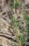 Galium verum