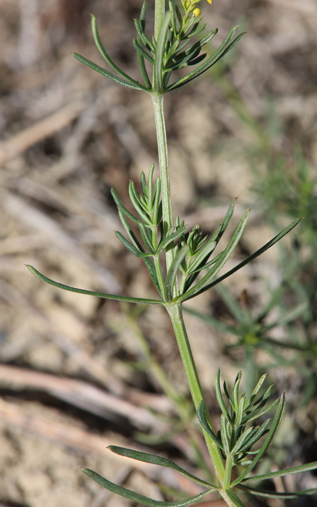 Изображение особи Galium verum.