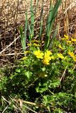 genus Caltha. Цветущие растения. Санкт-Петербург, Петродворцовый р-н, заказник «Южное побережье Невской Губы», участок «Кронштадтская колония», побережье Финского залива. 21.05.2022.
