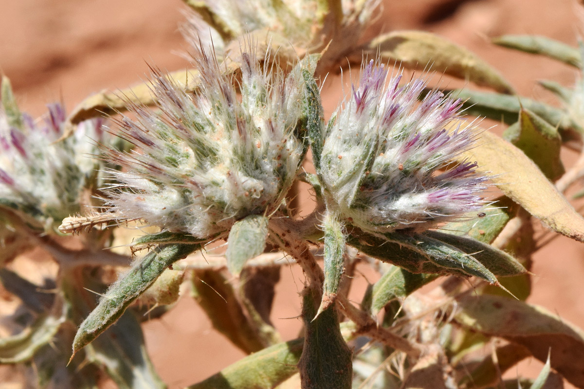 Изображение особи Echinops acantholepis.