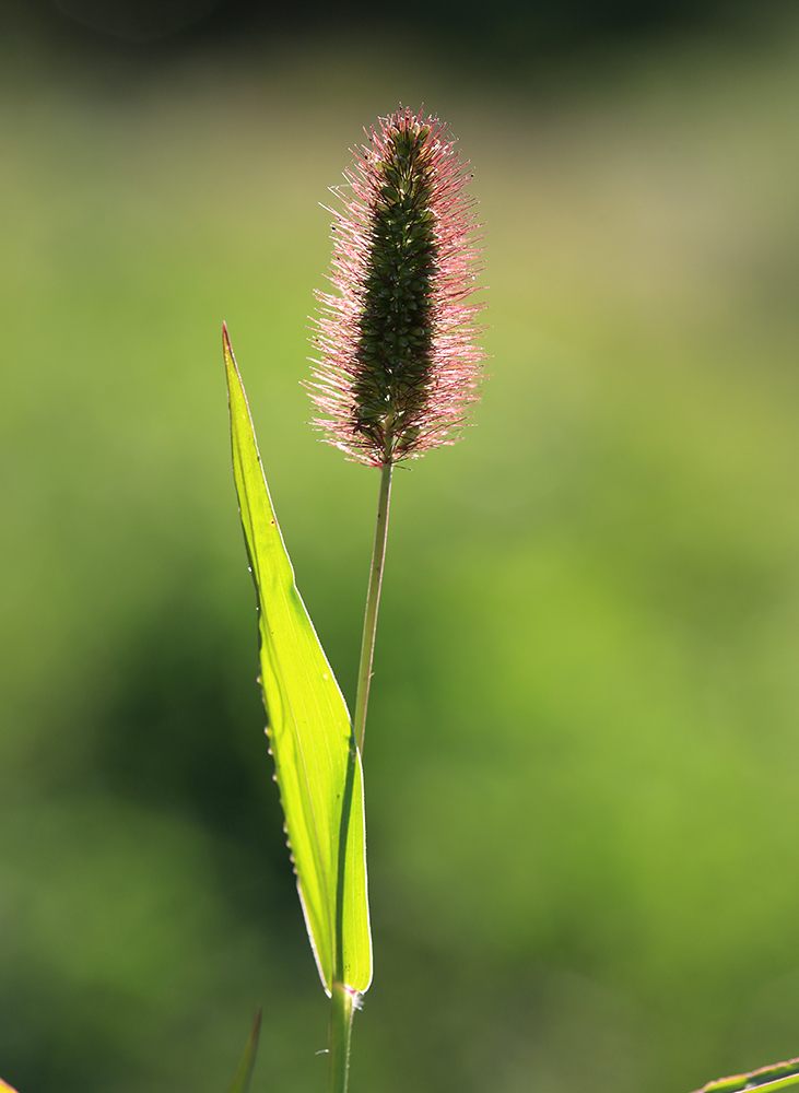 Image of Setaria maximowiczii specimen.