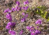 Rhododendron parvifolium