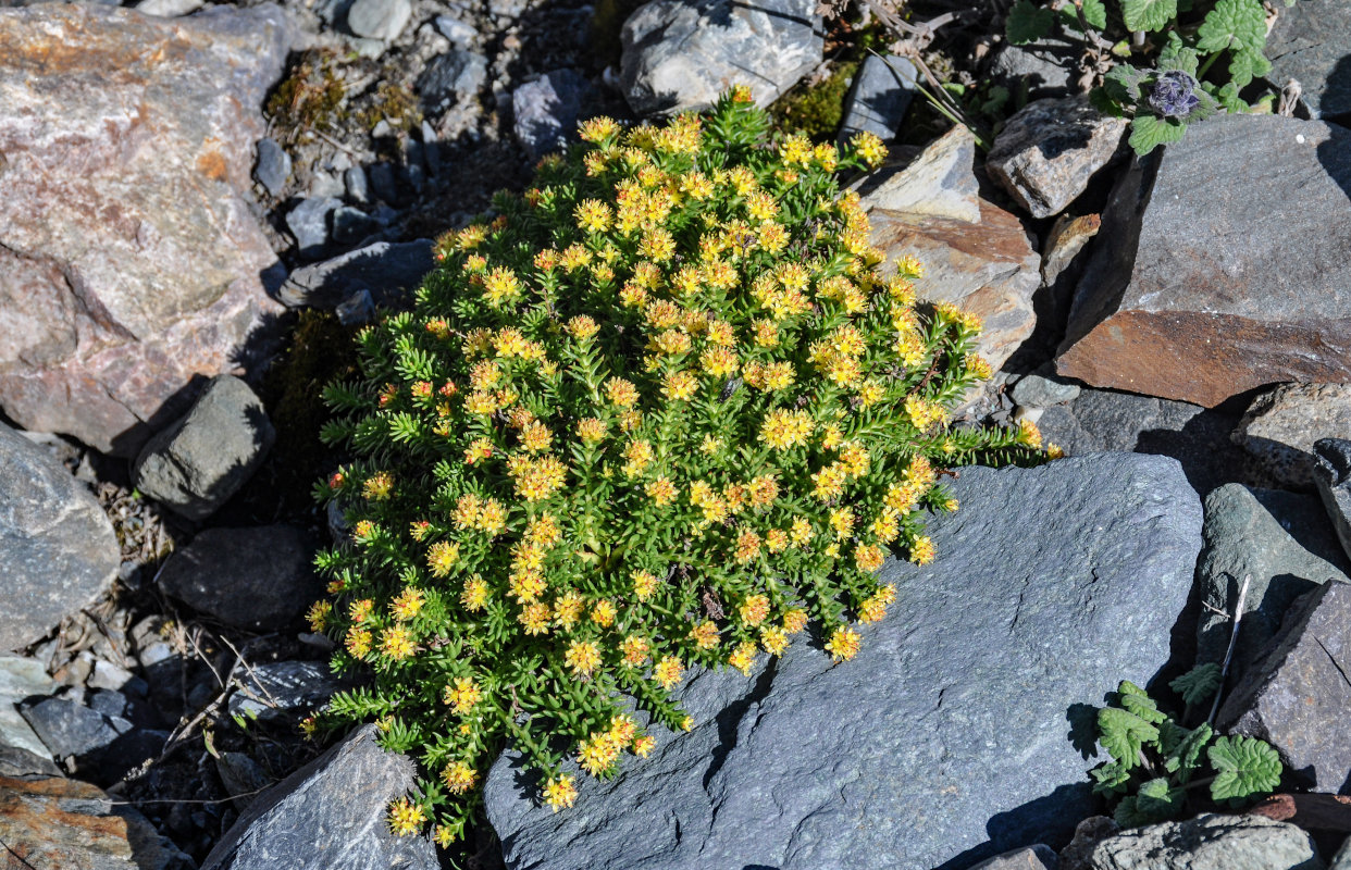 Image of Rhodiola quadrifida specimen.