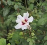 Hibiscus syriacus