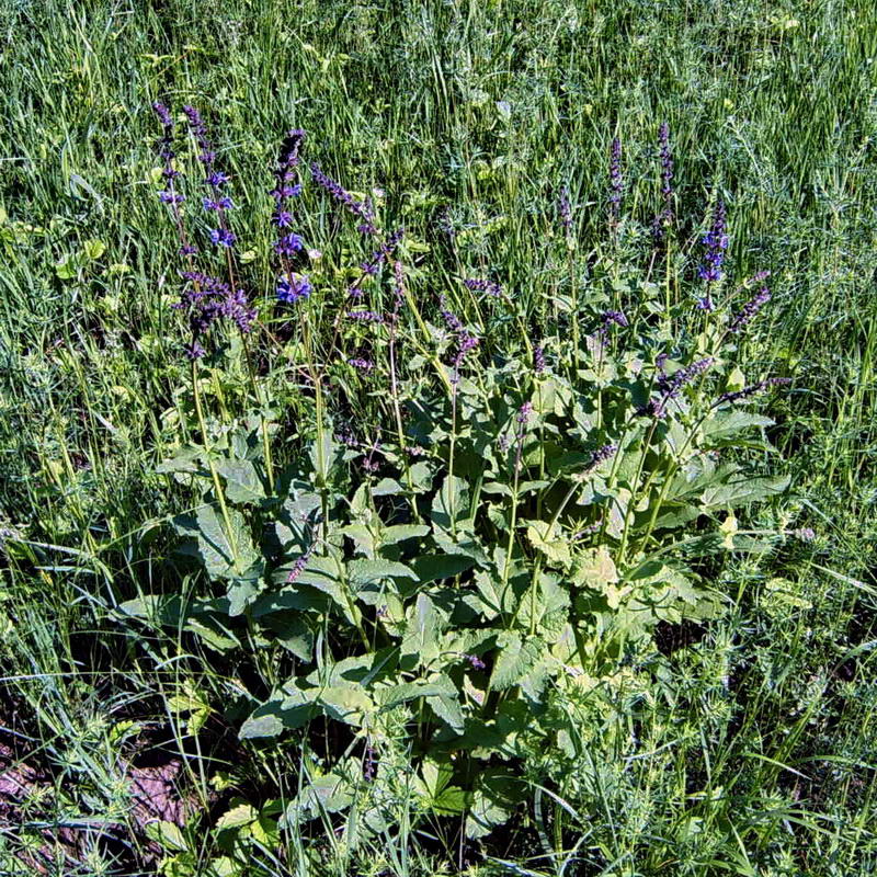 Image of Salvia stepposa specimen.