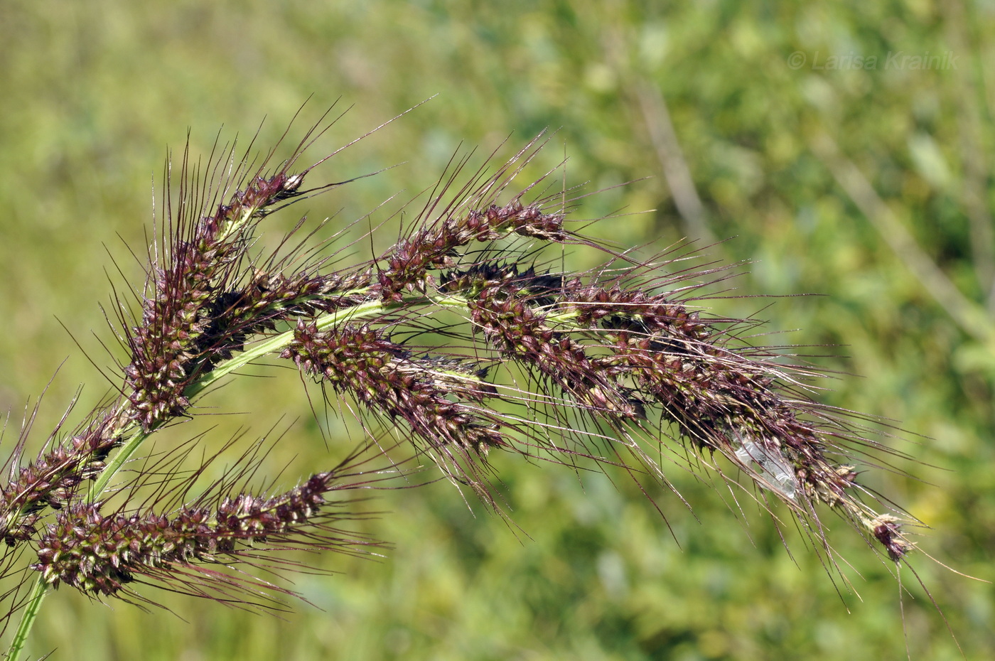 Изображение особи род Echinochloa.