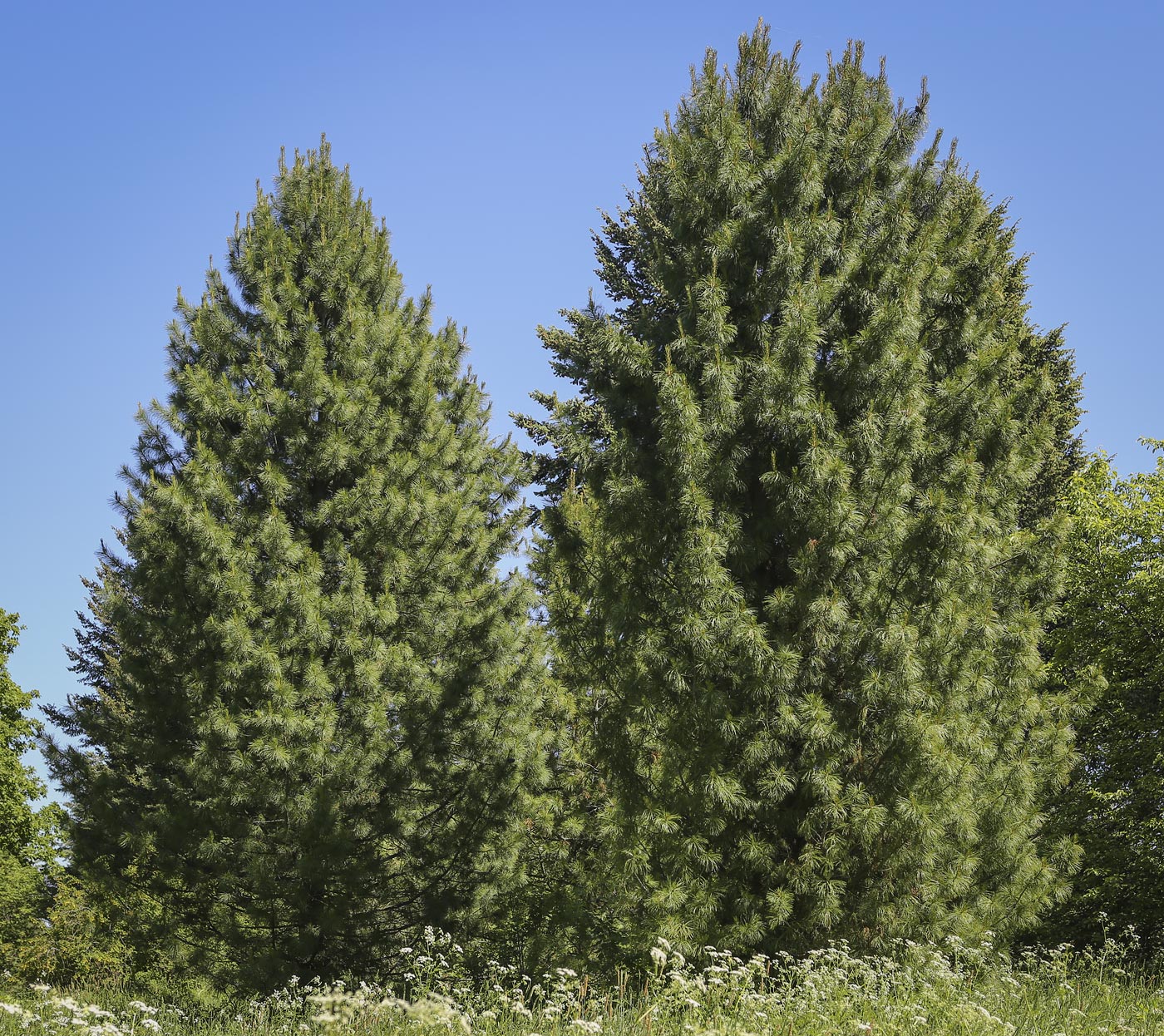 Изображение особи Pinus sibirica.