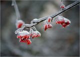 Sorbus aucuparia