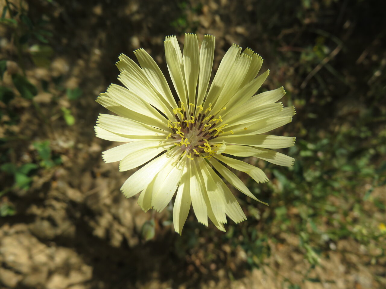 Изображение особи Lactuca tuberosa.