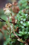 Saxifraga oppositifolia. Верхушка побега с плодом. Мурманская обл., Восточный Мурман, окр. пос. Дальние Зеленцы, на скалистом склоне у начала дороги на Порчниху. 03.08.2010.