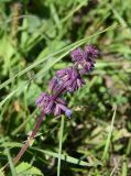 Salvia verticillata. Верхушка цветущего растения. Республика Адыгея, Майкопский р-н, окраина карьера компании \"Волма\", луг. 29 июля 2022 г.