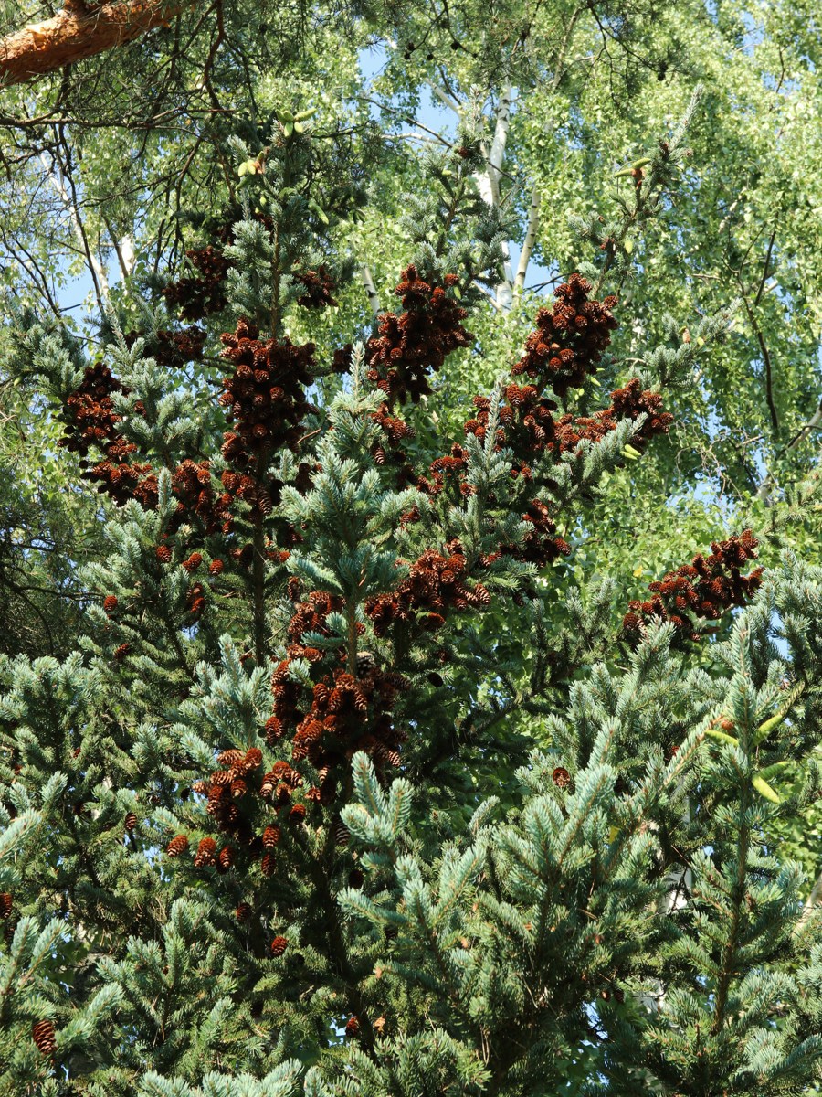 Image of Picea glauca specimen.