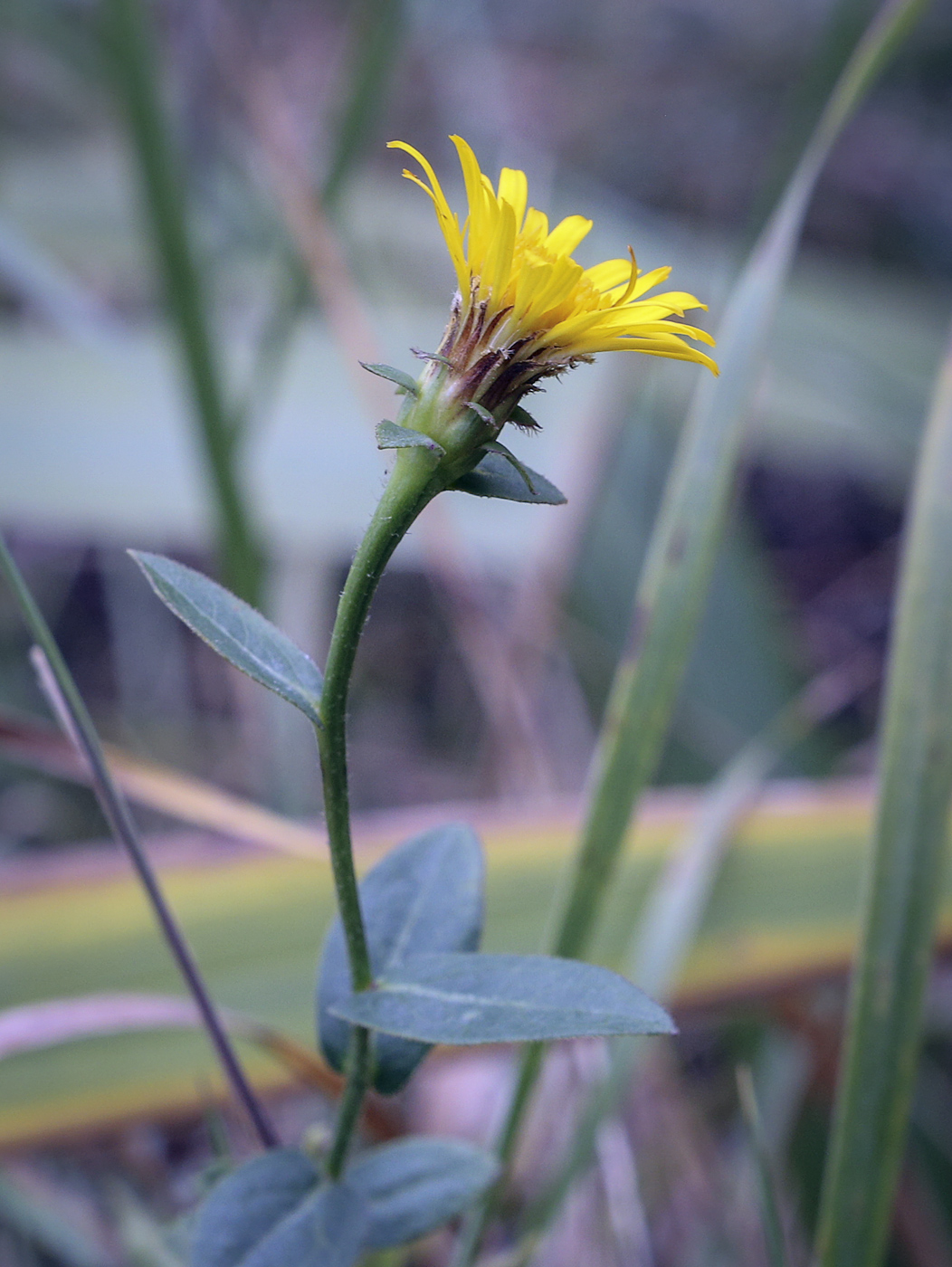 Image of genus Inula specimen.