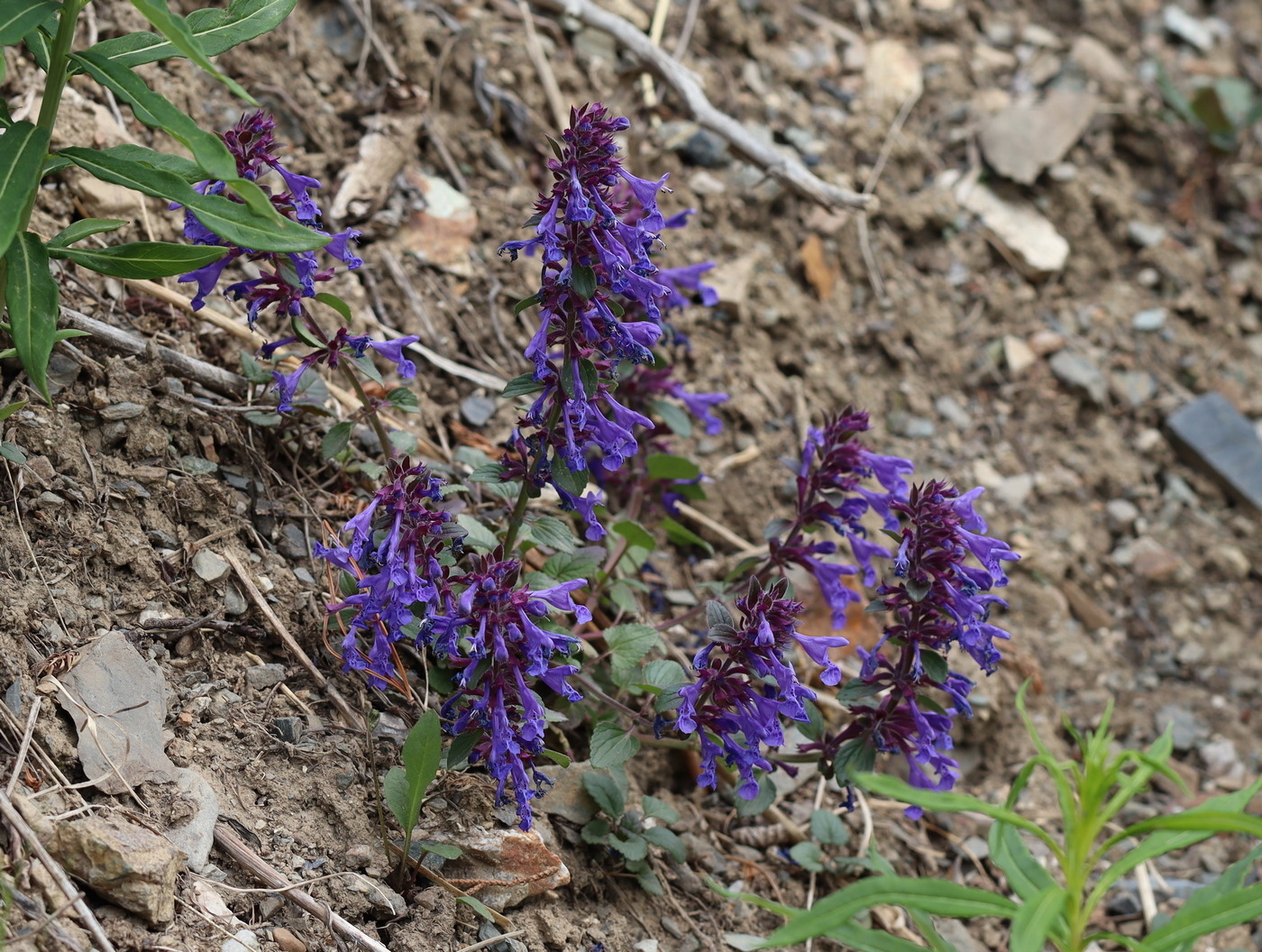 Изображение особи Dracocephalum nutans.