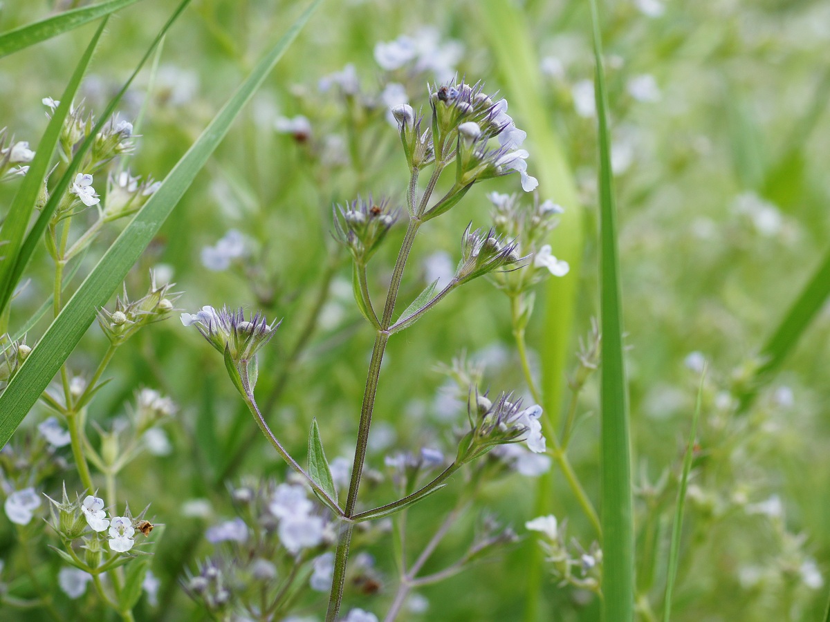 Image of Nepeta parviflora specimen.