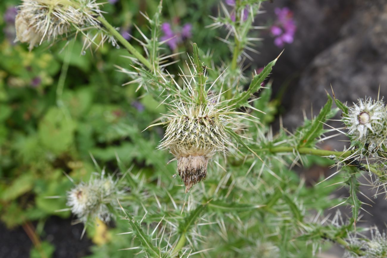 Изображение особи Cirsium echinus.