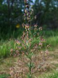 Thalictrum simplex