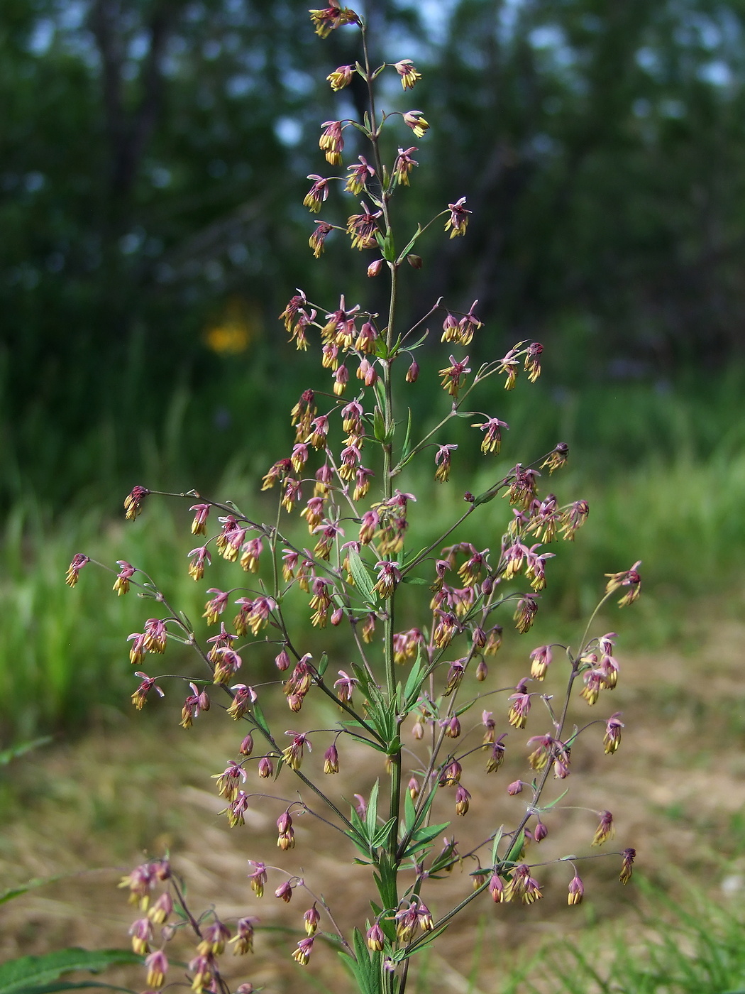 Изображение особи Thalictrum simplex.