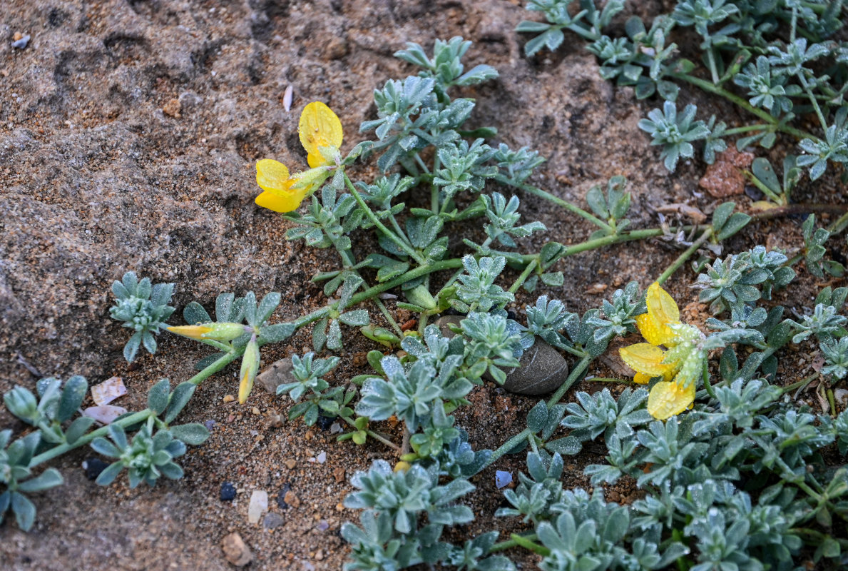 Image of Lotus creticus specimen.