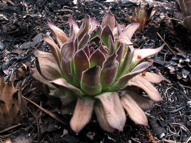 Изображение особи Sempervivum ruthenicum.