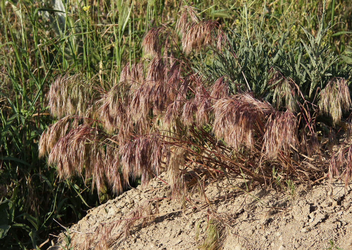 Изображение особи Anisantha tectorum.