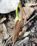 Fraxinus excelsior