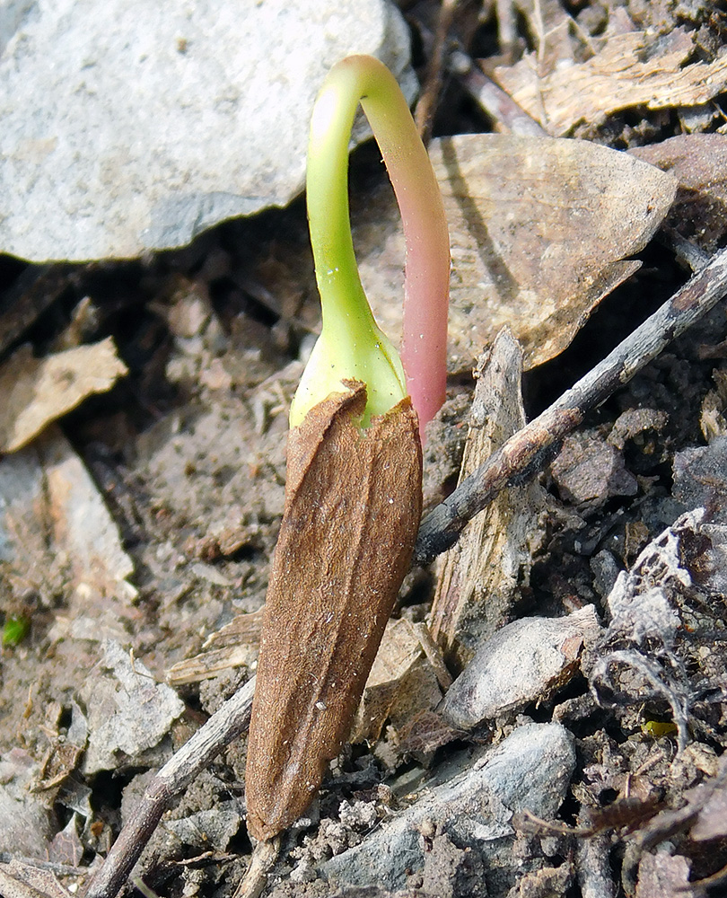 Image of Fraxinus excelsior specimen.