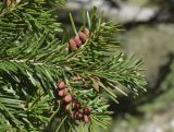 Abies alba