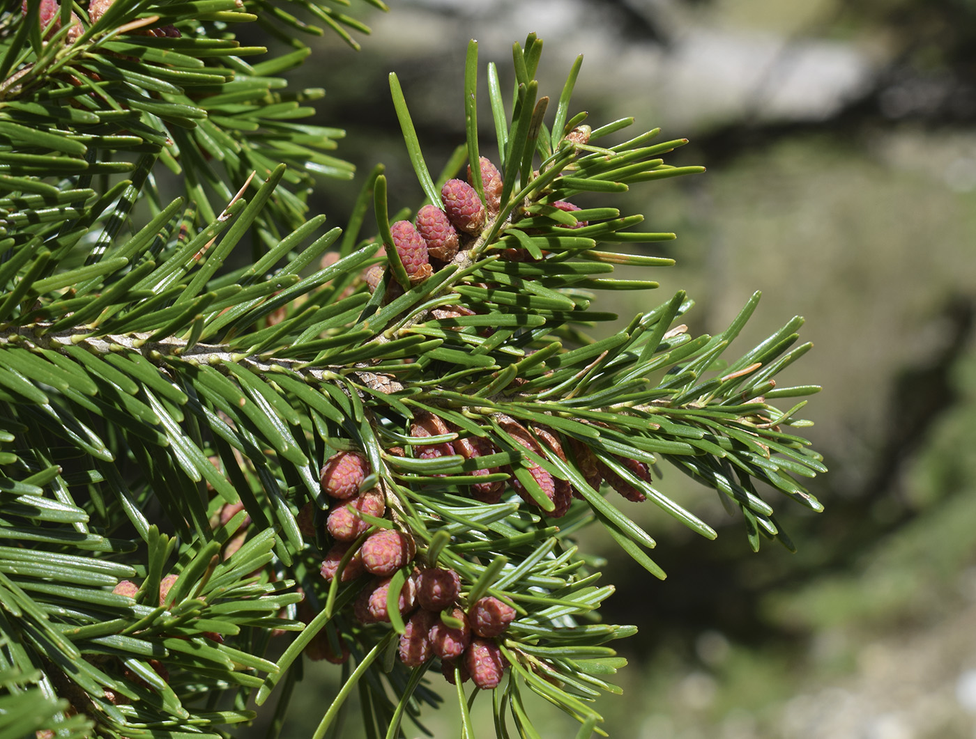 Изображение особи Abies alba.